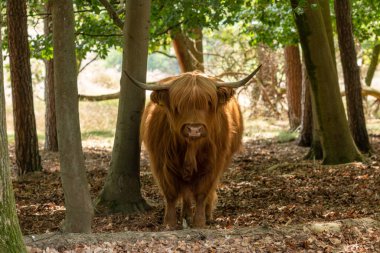 Limburg, Hollanda, Gelderland 'deki Mookerheide' de sıcak yaz mevsimi nedeniyle İskoç İskoçyalı gölgede duruyor