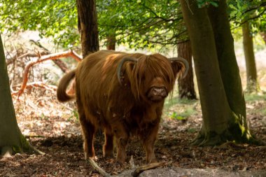 Limburg, Hollanda, Gelderland 'deki Mookerheide' de sıcak yaz mevsimi nedeniyle İskoç İskoçyalı gölgede duruyor