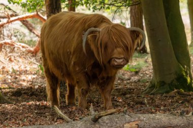 Limburg, Hollanda, Gelderland 'deki Mookerheide' de sıcak yaz mevsimi nedeniyle İskoç İskoçyalı gölgede duruyor