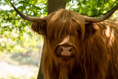 İskoçyalı izleyiciyle Mookerheide, Limburg, Hollanda 'da göz göze geliyor. Doğrudan bağlanma ve ehlileştirilmemiş güzelliğin büyüleyici anı.
