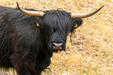 Hollanda, Limburg 'daki Mookerheide doğa koruma alanında bir İskoç ineği dikkatle size doğru bakıyor..