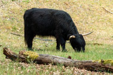 Hollanda 'nın Limburg ilindeki Mookerheide doğa koruma alanında siyah bir İskoç otlağı huzur içinde otlamaktadır..