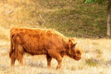 Hollanda 'da yaz sahnesi: Bir İskoç İskoç ineği Avrupa' nın Limburg kentindeki Mookerheide otlağında duruyor..