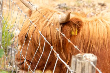 Hollanda, Limburg 'daki Mookerheide doğa koruma sahasında, aşırı yakın plan bir İskoç ineğini çitin içinden yaprakları kemirmeye çalışırken yakaladı..