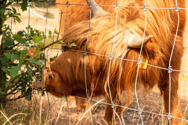 Hollanda, Limburg 'daki Mookerheide doğa koruma sahasında, aşırı yakın plan bir İskoç ineğini çitin içinden yaprakları kemirmeye çalışırken yakaladı..