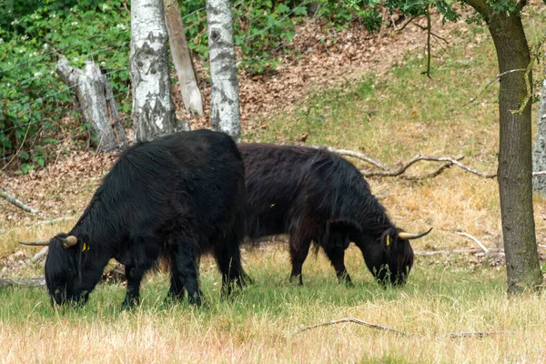 Dois Escoceses Negros Pastam Grama Reserva Natural Mookerheide Província Limburgo — Fotografia de Stock