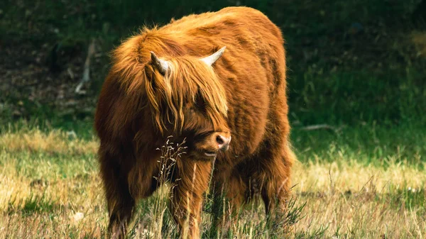 Curious Brown Scottish Highlander Cow Занялся Разведением Наблюдением Суррогатами Заповеднике — стоковое фото