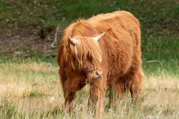 Curious Brown Scottish Highlander Cow Engaged Grass Observing Surroundings Mookerheide — стокове фото