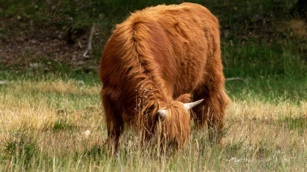 Una Vaca Montañesa Escocesa Color Marrón Descansa Tranquilamente Masticando Hierba —  Fotos de Stock