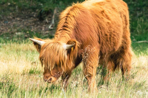 Ciekawa Szkocka Krowa Góralska Zaangażowana Trawę Obserwacja Okolic Rezerwatu Przyrody — Zdjęcie stockowe