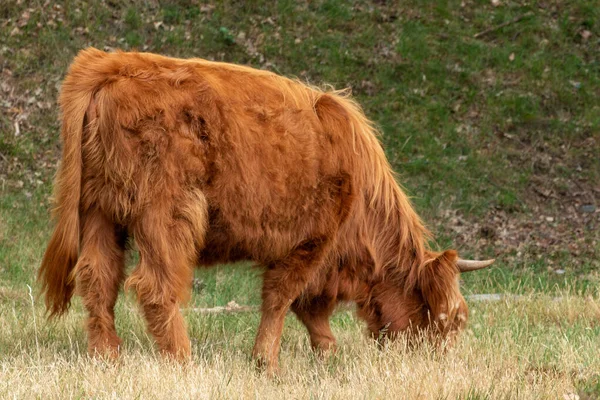 Una Vaca Montañesa Escocesa Color Marrón Descansa Tranquilamente Masticando Hierba — Foto de Stock