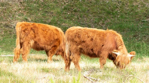 茶色のスコットランドのハイランダー牛は オランダのリンブルグ州のムッカーハイド自然保護区で 草を噛みながらゆっくりと立っています — ストック写真