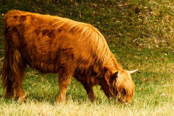 茶色のスコットランドのハイランダー牛は オランダのリンブルグ州のムッカーハイド自然保護区で 草を噛みながらゆっくりと立っています — ストック写真