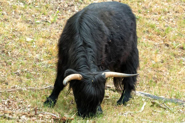 Het Mookerheide Natuurgebied Provincie Limburg Nederland Graast Een Zwarte Schotse — Stockfoto