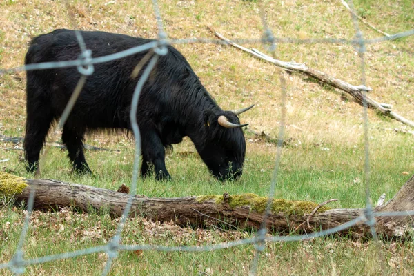 Uma Vaca Escocesa Negra Highlander Pastoreia Grama Atrás Cerco Arame — Fotografia de Stock