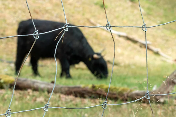 Přírodní Bariéra Černá Skotská Horská Kráva Ostnatý Drát Přírodní Rezervaci — Stock fotografie