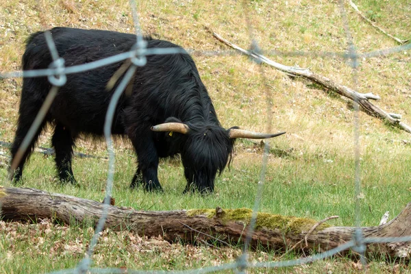 Чорна Шотландська Гірська Корова Пасеться Траві Захисним Колючим Дротом Природному — стокове фото
