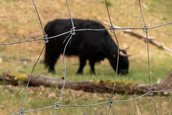 Nature Barrier Black Scottish Highlander Cow Barbed Wire Enclosure Сайті — стокове фото