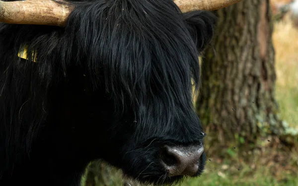 Reserva Natural Mookerheide Província Limburgo Nos Países Baixos Uma Vaca — Fotografia de Stock