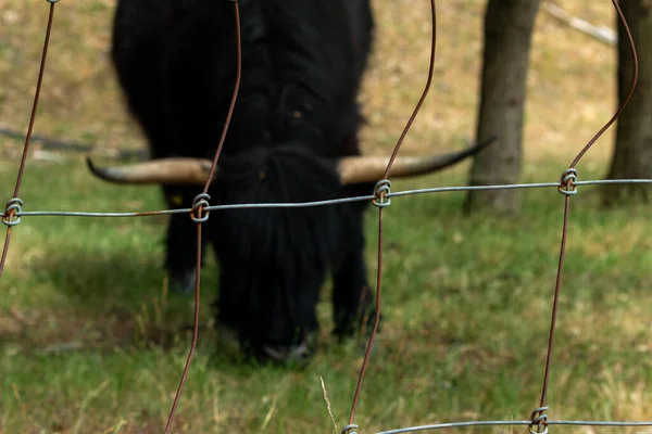 Natures Barrier Black Scottish Highlander Cow Barbed Wire Enclosure Mookerheide — 스톡 사진