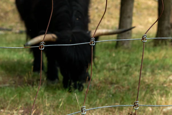 Nature Barrier Black Scottish Highlander Cow Barbed Wire Enclosure Reserva — Fotografia de Stock