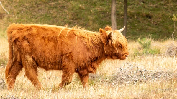 オランダの夏の風景 スコットランドの高地の牛は 側面から撮影されたヨーロッパのLimburgのMookerheideの牧草地に立っています — ストック写真