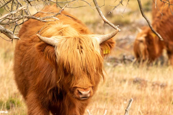 Strzał Bliska Rejestruje Szkocką Krowę Brown Highlander Żującą Suchą Trawę — Zdjęcie stockowe