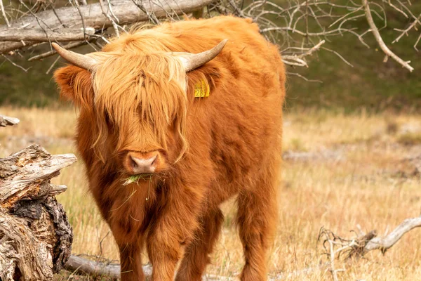 Strzał Bliska Rejestruje Szkocką Krowę Brown Highlander Żującą Suchą Trawę — Zdjęcie stockowe