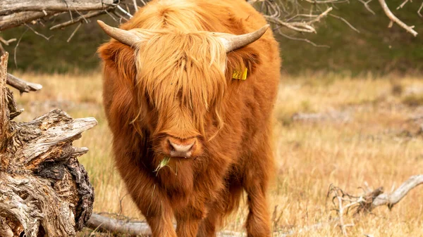 近くで撮影されたショットは オランダのリンブルグ州のムッカーハイデ自然保護区のカメラと目を合わせながら 乾いた草を噛むブラウン スコティッシュ ハイランダーの牛をキャプチャします — ストック写真