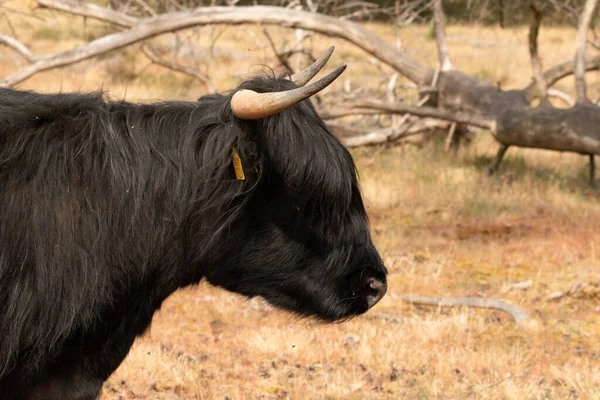 Durante Verão Limburgo Uma Vaca Escocesa Negra Com Chifres Proeminentes — Fotografia de Stock