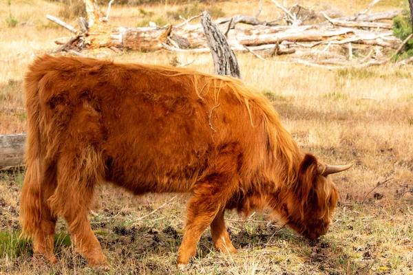 リムバーグのムッカーハイデ オランダ ヨーロッパ スコットランドの高地牛は夏に乾燥した草の上でゆっくりと放牧され 穏やかな環境の中で食事を楽しんでいます — ストック写真