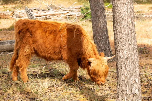 リムバーグのムッカーハイデ オランダ ヨーロッパ スコットランドの高地牛は夏に乾燥した草の上でゆっくりと放牧され 穏やかな環境の中で食事を楽しんでいます — ストック写真