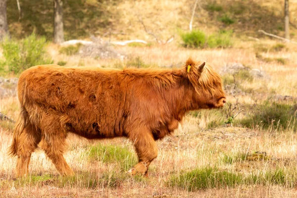 オランダの夏の風景 スコットランドの高地の牛は 側面から撮影されたヨーロッパのLimburgのMookerheideの牧草地に立っています — ストック写真