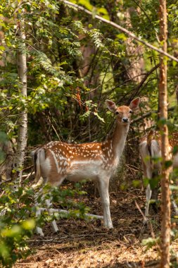 Hollanda 'nın Gelderland eyaletinin Overasselt kentindeki Haterse ve Overasseltse Vennen ulusal parkındaki orman ağaçlarının arasında güneşli bir yaz günü kuraklıkla geçen bir geyik duruyor.