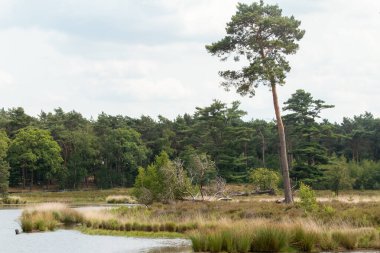 Yaz aylarında bulutlu ve güneşli bir günde Hollanda 'nın Gelderland eyaletindeki milli parkın tabiat manzarası Haterse ve Overasseltse Vennen.