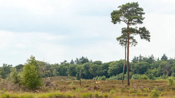 stock image Nature landscape of the national park the Haterse and Overasseltse Vennen in Overasselt, province Gelderland, Holland during a cloudy and sunny day in the summer