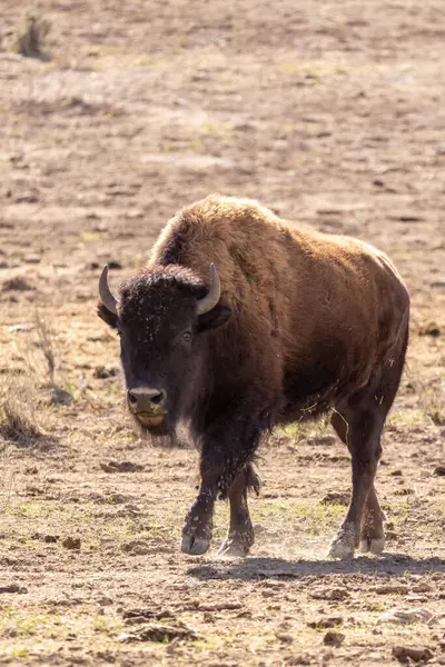 Zion Ulusal Parkı 'nda bizon kurak güzelliğe katkı sağlar. Gezgin davranışıyla manzarayı güzelleştirir. Varlığı kayalık arazinin farklı vahşi doğasına katkıda bulunur.