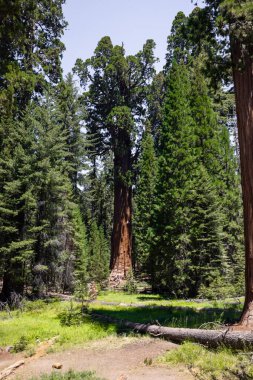 Sequoia Ulusal Parkı, Kaliforniya 'da görkemli bir Sequoia ağacı dimdik ayakta duruyor. Güneş ışığı sık ormanın içinden sızar, yükselen devleri ve etkileyici yüksekliği vurgular.