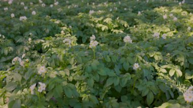 Gelişmekte olan bir patates çiftliği, güneş ışığı altındaki yemyeşil bitkilerde tarımın güzelliğini gösteriyor. Kırsal alanda tarım, organik hasat ve tarım verimliliğini simgeliyor.
