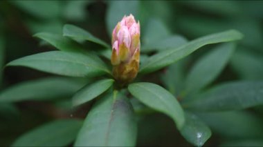 Amsterdam 'daki Keukenhof Park' taki canlı ve nefes kesici lale bahçelerini keşfedin. Hollanda 'nın kalbini güzelleştiren çarpıcı ve çeşitli renkler sergiliyor.