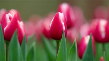 Amsterdam 'daki büyüleyici Keukenhof Parkı' nı ziyaret edin. Renkli lale tarlaları ve güzel çiçekleriyle ünlüdür. Özellikle bahar aylarında doğa meraklıları ve güzellik severler için.