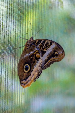 Renkli bir kelebek ekranda duruyor ve karmaşık desenlerini ortaya çıkarıyor. Şu anda Kosta Rika 'nın zengin biyolojik çeşitliliği ve bu tropik cennetin nefes kesici doğal güzelliğini gözler önüne seriyor.