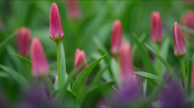 Amsterdam, Hollanda 'da bulunan nefes kesici Keukenhof Park' ın canlı ve renkli lalelerine dalın. Doğanın inanılmaz güzelliğini sergileyin.