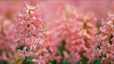 Amsterdam 'daki ünlü Keukenhof Parkı' ndaki lalelerin canlı ve nefes kesici güzelliğini keşfedin. Güzel bahar mevsiminde büyüleyici ve renkli çiçek desenleri sergiliyor.