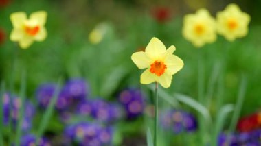 Canlı sarı nergislerin nefes kesici ve çarpıcı bir görüntüsü. Renkli bir bahçe arka planına karşı kurulmuş. Güzel mor çiçekler, doğa ve çiçek fotoğrafçıları için mükemmel.