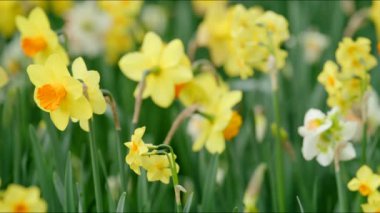 Amsterdam 'daki ikonik Keukenhof Parkı' nda nefes kesen ve nefes kesici güzellikteki nergisleri keşfedin ve keşfedin. Burada canlı renkler ve doğal güzellikler sergilenmektedir.