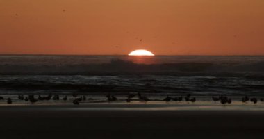 Gün geceye karışırken çarpıcı bir günbatımı okyanus dalgaları üzerinde sıcak renklerle ufku aydınlatırken kuşlar canlı portakallar ve pembelere karşı siluet oluşturarak büyüleyici bir manzara yaratıyor.