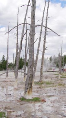 Görüntü Yellowstone Ulusal Parkı 'nda cansız ağaçlar sergiliyor. Wyoming' in nefes kesici manzarasını tanımlayan çarpıcı jeotermal harikaların yanında doğanın esnekliğini gösteriyor.