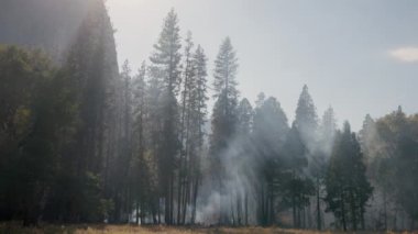 Yosemite Ulusal Parkı 'ndaki California ormanında duman zerafetle havada dans ediyor, doğal güzelliği artırırken aynı zamanda hassas ekosistemleri ortaya çıkarıyor.