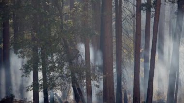 Yangından ciddi şekilde etkilenmiş bir ormanın dokunaklı görüntüsü, yanan ağaçların arasından yükselen duman California 'daki azgın orman yangınlarına karşı devam eden savaşı vurguluyor.
